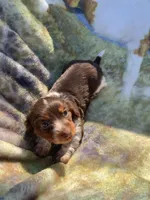Gorgeous Long Hair Pied Mini Boy , a male Miniature Dachshund for sale in San Antonio, TX – Photo 2 of 6