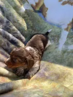 Gorgeous Long Hair Pied Mini Boy , a male Miniature Dachshund for sale in San Antonio, TX – Photo 5 of 6