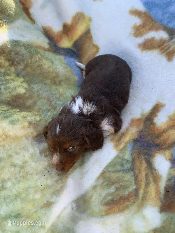 Gorgeous Long Hair Pied Mini Boy  – Miniature Dachshund puppy for sale in San Antonio, TX
