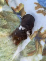 Gorgeous Long Hair Pied Mini Boy , a male Miniature Dachshund for sale in San Antonio, TX – Photo 1 of 6