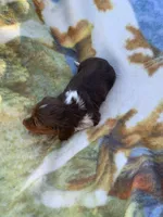 Gorgeous Long Hair Pied Mini Boy , a male Miniature Dachshund for sale in San Antonio, TX – Photo 4 of 6