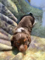 Gorgeous Long Hair Pied Mini Boy , a male Miniature Dachshund for sale in San Antonio, TX – Photo 6 of 6