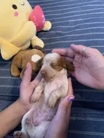 Fancy Pied tan/white girl, a female Miniature Dachshund for sale in San Antonio, TX – 3 of 10