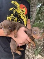 Chocolate Miniature Male , a male Miniature Dachshund for sale in San Antonio, TX – 6 of 7