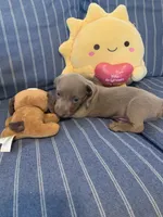 Fancy Lilac/Fawn Baby Boy , a male Miniature Dachshund for sale in San Antonio, TX – 5 of 9