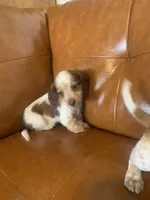 Gorgeous Mini Dachshund, a male Miniature Dachshund for sale in San Antonio, TX – 10 of 10
