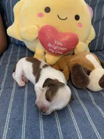 Gorgeous Pie Bald Boy, a male Miniature Dachshund for sale in San Antonio, TX – 2 of 7