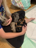Classic Fancy Long hair boy, a male Miniature Dachshund for sale in San Antonio, TX – 10 of 10