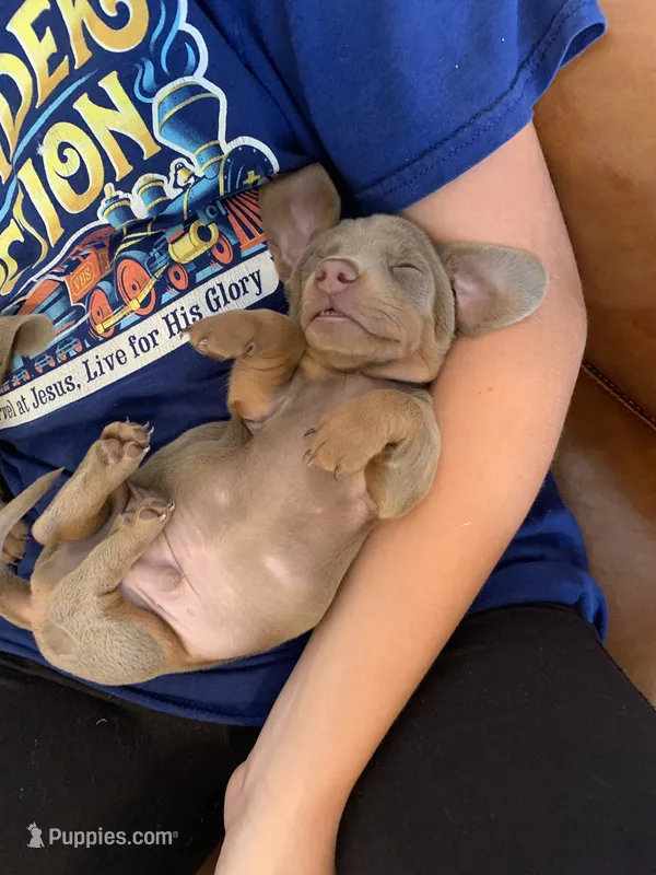 Fancy Lilac/Fawn Baby Boy  – Miniature Dachshund puppy for sale in San Antonio, TX