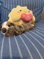 Fancy chocolate Dapple Girl, a female Miniature Dachshund for sale in San Antonio, TX – 9 of 10