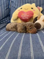 Fancy chocolate Dapple Girl, a female Miniature Dachshund for sale in San Antonio, TX – 6 of 10