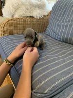 Gorgeous Grey and Tan Tiny boy, a male Miniature Dachshund for sale in San Antonio, TX – 9 of 10