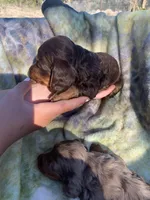Silky Long Hair Tiny Male, a male Miniature Dachshund for sale in San Antonio, TX – Photo 3 of 7