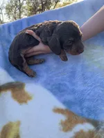 Silky Long Hair Tiny Male, a male Miniature Dachshund for sale in San Antonio, TX – Photo 7 of 7
