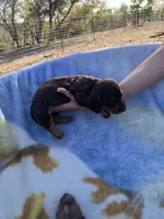 Silky Long Hair Tiny Male, a male Miniature Dachshund for sale in San Antonio, TX – Photo 4 of 7