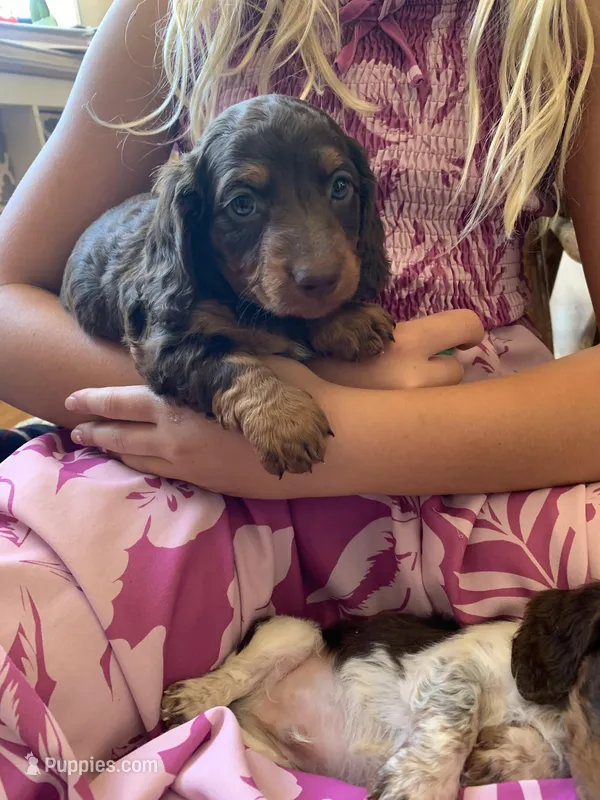 Silky Long Hair Tiny Male – Miniature Dachshund puppy for sale in San Antonio, TX