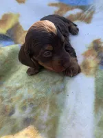 Silky Long Hair Tiny Male, a male Miniature Dachshund for sale in San Antonio, TX – Photo 5 of 7