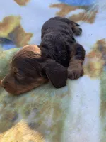 Silky Long Hair Tiny Male, a male Miniature Dachshund for sale in San Antonio, TX – Photo 6 of 7