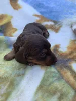 Silky Long Hair Tiny Male, a male Miniature Dachshund for sale in San Antonio, TX – Photo 2 of 7