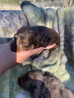 Silky Long Hair Tiny Male, a male Miniature Dachshund for sale in San Antonio, TX – Photo 1 of 7