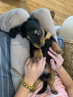 Classic Fancy Long hair boy, a male Miniature Dachshund for sale in San Antonio, TX – 3 of 10