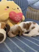 Fancy Pied tan/white girl, a female Miniature Dachshund for sale in San Antonio, TX – 5 of 10