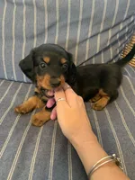 Classic Fancy Long hair boy, a male Miniature Dachshund for sale in San Antonio, TX – 8 of 10