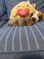 Fancy chocolate Dapple Girl, a female Miniature Dachshund for sale in San Antonio, TX – 4 of 10