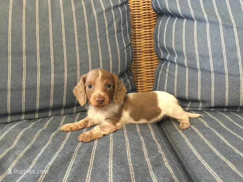 Isabella Pied Miniature Long hair Female  – Miniature Dachshund puppy for sale in San Antonio, TX