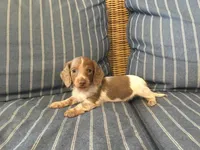 Isabella Pied Miniature Long hair Female , a female Miniature Dachshund for sale in San Antonio, TX – 1 of 10
