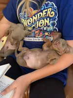 Fancy Lilac/Fawn Baby Boy , a male Miniature Dachshund for sale in San Antonio, TX – 4 of 9