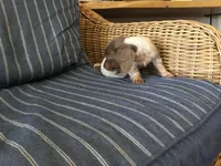 Isabella Pied Miniature Long hair Female , a female Miniature Dachshund for sale in San Antonio, TX – 3 of 10