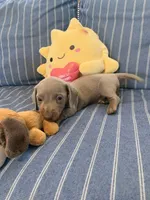 Fancy Lilac Fawn boy , a male Miniature Dachshund for sale in San Antonio, TX – 2 of 10