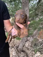 Chocolate Miniature Male , a male Miniature Dachshund for sale in San Antonio, TX – 2 of 7