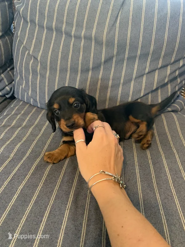 Classic Fancy Long hair boy – Miniature Dachshund puppy for sale in San Antonio, TX