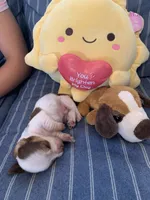 Gorgeous Pie Bald Boy, a male Miniature Dachshund for sale in San Antonio, TX – 4 of 7