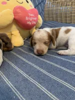Fancy Pied tan/white girl, a female Miniature Dachshund for sale in San Antonio, TX – 7 of 10