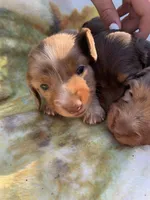 Dapple Pied Long hair girl , a female Miniature Dachshund for sale in San Antonio, TX – Photo 4 of 10