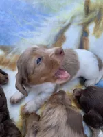 Dapple Pied Long hair girl , a female Miniature Dachshund for sale in San Antonio, TX – Photo 5 of 10