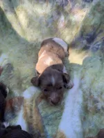 Dapple Pied Long hair girl , a female Miniature Dachshund for sale in San Antonio, TX – Photo 8 of 10