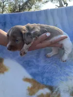 Dapple Pied Long hair girl , a female Miniature Dachshund for sale in San Antonio, TX – Photo 10 of 10