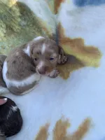 Dapple Pied Long hair girl , a female Miniature Dachshund for sale in San Antonio, TX – Photo 2 of 10