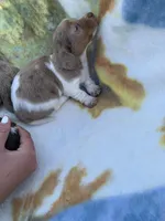 Dapple Pied Long hair girl , a female Miniature Dachshund for sale in San Antonio, TX – Photo 7 of 10