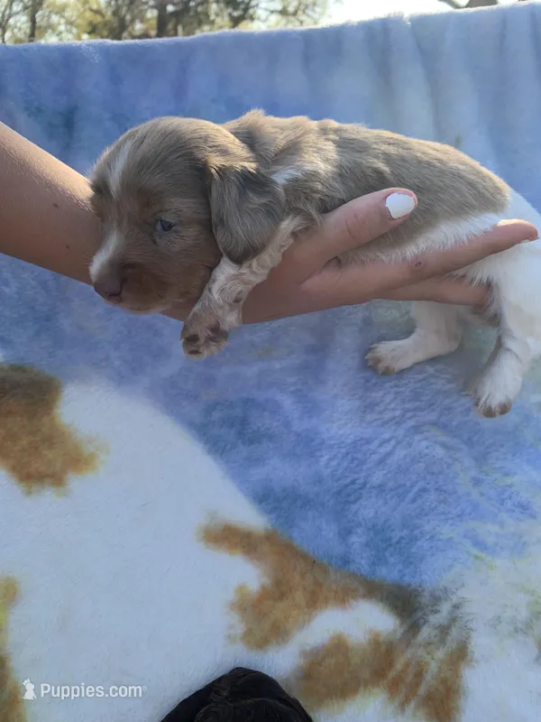 Dapple Pied Long hair girl  – Miniature Dachshund puppy for sale in San Antonio, TX