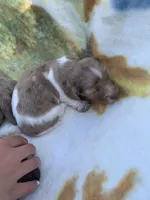 Dapple Pied Long hair girl , a female Miniature Dachshund for sale in San Antonio, TX – Photo 9 of 10