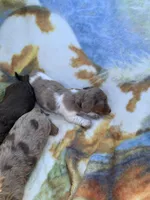 Dapple Pied Long hair girl , a female Miniature Dachshund for sale in San Antonio, TX – Photo 6 of 10