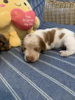 Fancy Pied tan/white girl, a female Miniature Dachshund for sale in San Antonio, TX – 8 of 10