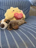 Fancy chocolate Dapple Girl, a female Miniature Dachshund for sale in San Antonio, TX – 8 of 10