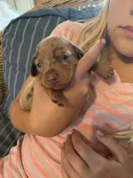 Fancy chocolate Dapple Girl, a female Miniature Dachshund for sale in San Antonio, TX – 7 of 10