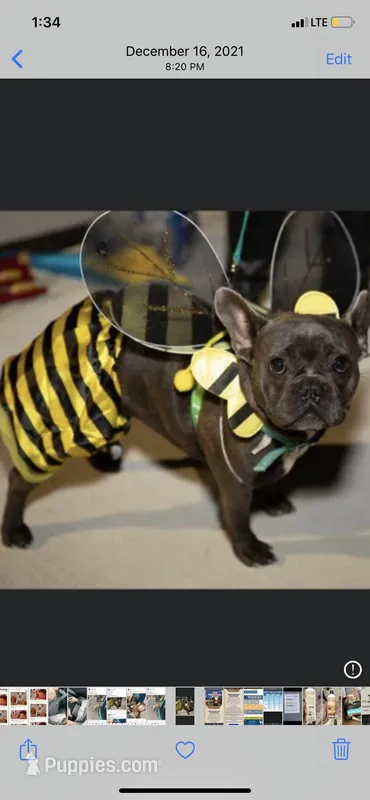 Paris French Bulldog  – French Bulldog puppy for sale in San Antonio, TX